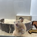 냥냥댕댕 이미지