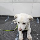 고산119안전센터 | 대구 수성 진도견, 대구 진도견, 고산119안전센타…앞 어려서 겁 많은 순둥이! 가족 어디 있나요따뜻한...