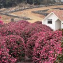 마노르블랑 | 제주 겨울 여행 동백 명소 추천｜동백 포레스트 · 마노르블랑 방문 후기
