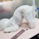 버블그루밍 이미지