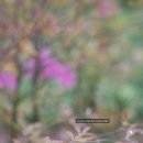 명유당 이미지