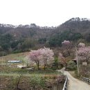 돌배나무 민박 이미지