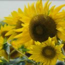 해오름 빛 이미지