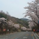실시간 ㅡ 팔공산 벚꽃 이미지