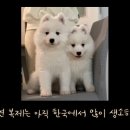 티코이 이미지