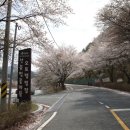 산꽃벚꽃오토캠핑장 이미지