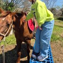 봉덕농장 | 아이와 함께한 3박 4일 제주 여행 4탄 _ 조랑말체험공원 _ 유채꽃밭에서 승마체험, 깡통기차, 카페까지...