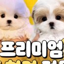 천안강아지분양 우리집퍼피 천안아산본점 (하이도그) 이미지