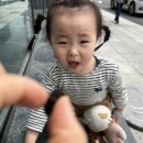 태백하늘소 이미지