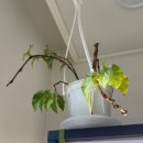 타이니젬 이미지