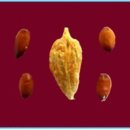 대추나무 이미지