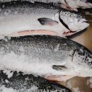 연어로만 이미지