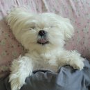 올케어 동물의료센터 이미지