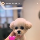 아꼬아 펫 살롱 이미지