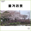 월림정지 | 제주 한림 벚꽃 명소 월림리 물거리못 주소, 주차정보, 실시간 개화 상태 ft. 구름다리