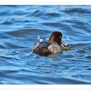 금호강5 이미지