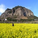 오늘의 삼행시 3월4일(화욜)-[제주도] 이미지