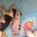 개팔자 상팔자 이미지