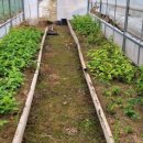 단풍농장 이미지