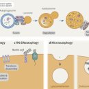 Re: 자가포식-리소좀 시스템 2020 nature 논문 . 이미지