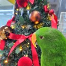 털뭉치즈 이미지