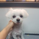 몽발소 이미지