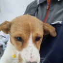 고양시 동물보호센터 이미지