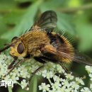 노랑고개 이미지