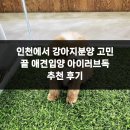 아이러브 독 이미지