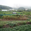 부산농원 이미지