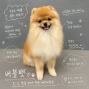 물개 | 일산 장항동강아지미용 추천 '버블펫' 웨스턴돔에 위치한 금손 애견 미용 (포메라니안 물개컷 후기)