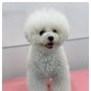 뭉구르밍 이미지