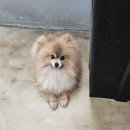 양양소방서(강현119안전센터) 노트펫