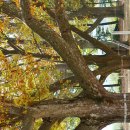 임고초교 이미지