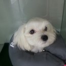 애니힐동물병원 이미지