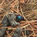 원주굽이길 16코스 매지순환둘레길 이미지