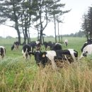 이시돌목장 이미지