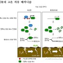 지구식물
