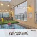 가성비갑 호캉스! 루프탑수영장 울산 애쉬튼호텔 이용후기