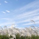 영산강서창들녘억새길 이미지