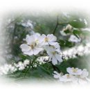 달과별의집민박 이미지