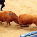 소싸움 이미지