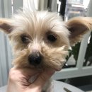 향동애견미용 이미지