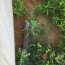 삼동암천 이미지