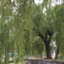 강화중성 이미지