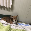 땅콩애견놀이터 이미지