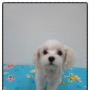복슬 강아지미용실 이미지