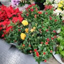 OK 꽃백화점 이미지