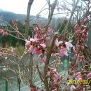 한국에만 있는 한국미선나무(분홍미선) 이미지