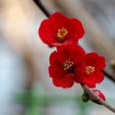 안산 식물원 이미지